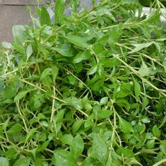 ●水草各１００円、★夏場のメダカの日陰作り、水質浄化、等に（★ルドウィジア，ウオーターコイン、オモダカ、アマゾンフローピー浮き草）発送不可、自然自家栽培です、下記記載してます。の画像