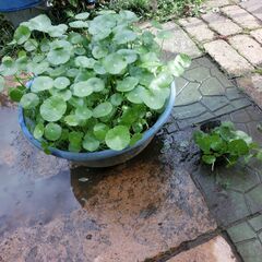 ●水草各１００円、★夏場のメダカの日陰作り、水質浄化、等に（★ルドウィジア，ウオーターコイン、オモダカ、アマゾンフローピー浮き草）発送不可、自然自家栽培です、下記記載してます。の画像