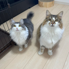 【2頭ご一緒に】ノルウェージャンフォレストキャットの兄妹