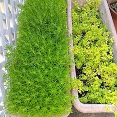 多肉植物　セダム① 　の画像