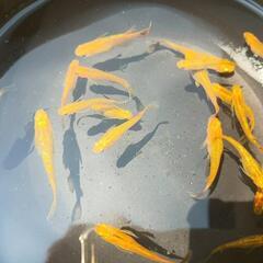 レクリス　若魚の画像