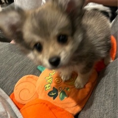 ポメラニアン×チワワ