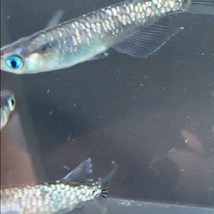 黒幹之系カガミ鱗2ペアの画像