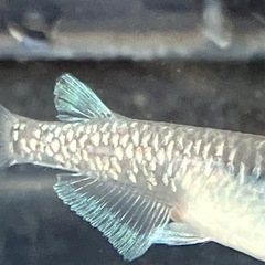 黒幹之系カガミ鱗2ペアの画像
