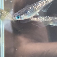 黒幹之系カガミ鱗2ペアの画像