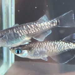 黒幹之系カガミ鱗2ペアの画像