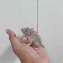 ファンシーラットのご紹介