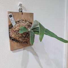 ビカクシダ　ピューチャン(P.pewchan)　観葉植物　コウモリランの画像