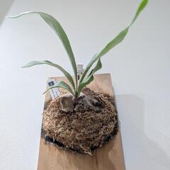 ビカクシダ　ピューチャン(P.pewchan)　観葉植物　コウモリランの画像