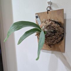 ビカクシダ　ピューチャン(P.pewchan)　観葉植物　コウモリランの画像