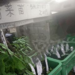 野菜苗5点200円コーナーにシソ苗を沢山追加品出ししました。の画像