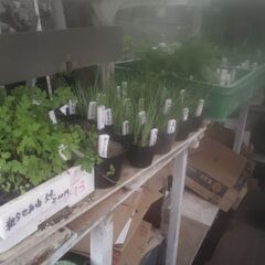 野菜苗5点200円コーナーにシソ苗を沢山追加品出ししました。の画像
