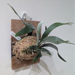 ビカクシダ　ホワイトホーク(White Hawk)　観葉植物　コウモリランの画像