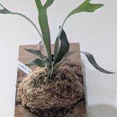 ビカクシダ　ホワイトホーク(White Hawk)　観葉植物　コウモリランの画像