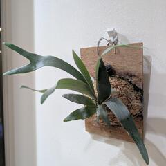 ビカクシダ　ホワイトホーク(White Hawk)　観葉植物　コウモリランの画像