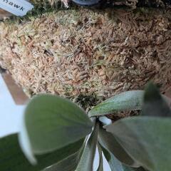 ビカクシダ　ホワイトホーク(White Hawk)　観葉植物　コウモリランの画像