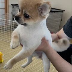 ポメラニアンの女の子　里親募集