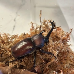 カブトムシ　オス 　　１匹100円の画像