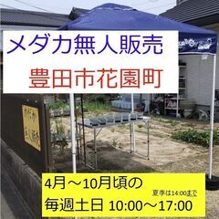【メダカ無人販売】豊田市花園町 6/28(土),29(日)…