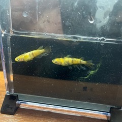 メダカ　金閣　卵
