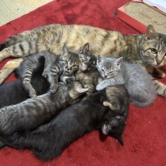 鍵しっぽの子猫の里親募集