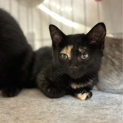 黒猫？🐈‍⬛いや、サビ柄です😆おはぎちゃん