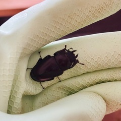 本土ノコギリクワガタ（メス）