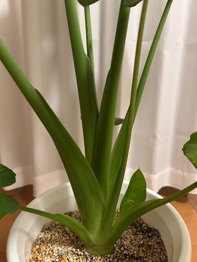 観葉植物　クワズイモ