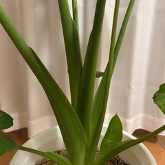 観葉植物　クワズイモの画像