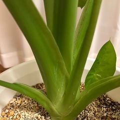 観葉植物　クワズイモの画像