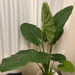 観葉植物　クワズイモの画像