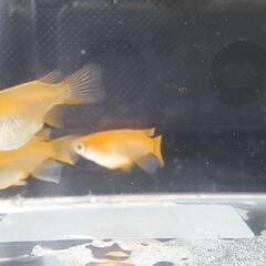 楊貴妃ダルマ2ペア飼育セット