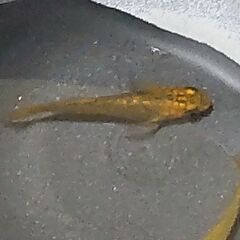 メダカ 竜章鳳姿 4匹セット 1000円 【無人販売】の画像