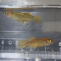 メダカ 竜章鳳姿 4匹セット 1000円 【無人販売】の画像
