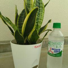 サンスベリア　多肉植物の画像