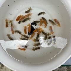 らんちゅう当歳魚、鑑賞用の画像