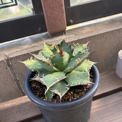 アガベ オテロイ オアハカメリクロン