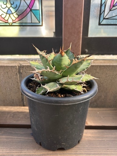 アガベ　オテロイ　オアハカメリクロン