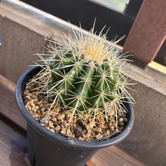 サボテン　金鯱　15cmポットの画像
