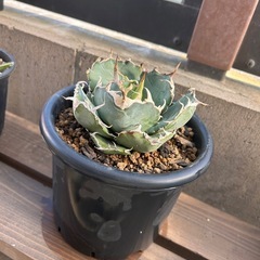 アガベ　白鯨　15cmポットの画像