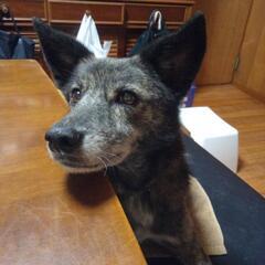 琉球犬ミックス虎毛