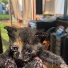 サビの子猫です