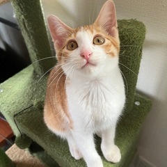 かわいい茶白子猫♡3ヶ月男の子