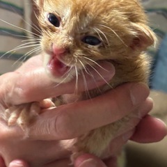 子猫 5匹 0歳 