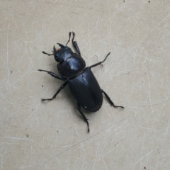 国産コクワガタ♀お譲り致します。