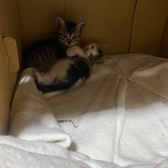 野良猫ちゃん　2匹