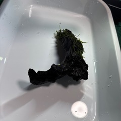 ウィローモス巻き流木　sサイズ　水槽　アクアリウムにの画像