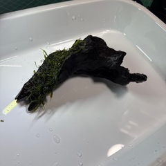 ウィローモス巻き流木　sサイズ　水槽　アクアリウムにの画像