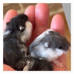 ジャンガリアンハムスター　パンダ　ブルーパンダ