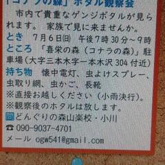 ゲンジボタル観察会